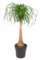 Beaucarnea recurvata - Elefantenfuß Zimmerpflanze 120 cm