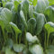 100 graines de plantes Choy Sum.