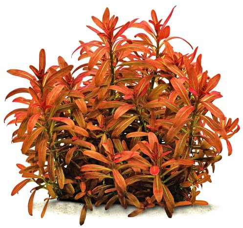 Rotala ramosior Sunset - *Top Rarity* x1 Strauß - Wasserpflanzen für Aquarien