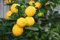 1 PIANTA LIMONE CARRUBARO IN VASO CM agrumi orto giardino