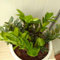80 pz Acquista semi di piume fortunate - Zamioculcas zamiifolia - fiori resistenti, giardino pianta d'appartamento piuma fortunata giardino regalo, balcone dei semi prato fiorito,