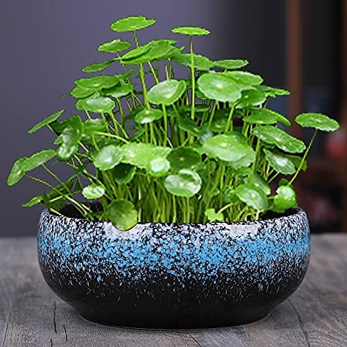 DOLPTBEZM Pot de Fleurs hydroponique en céramique pour Plantes en Pot sans Trou de Drainage pour Jardins intérieurs, extérieurs et rebords de fenêtre, Pots de