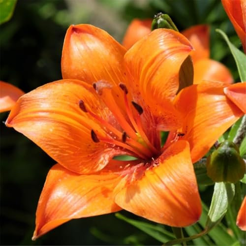 Especie de lirio resistente al frío con un largo período de floración, que crea un romántico paisaje floral.-2 bulbos-A