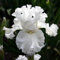 Iris bulbos，Bulbos de floración，Floración de verano，Perenne, Se puede plantar en todas las estaciones, Flor ornamental en el jardín.-I-4 bulbos