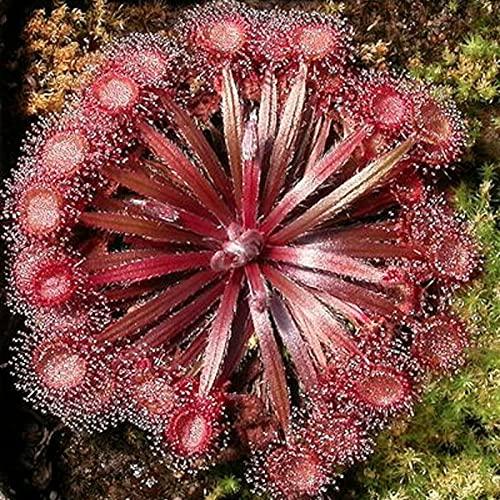 TOYHEART 20 Stück Premium Gemüsesamen, Drosera Falconeri Samen Seltene Fleischfressende Attraktive Voller Vitalität Sonnentau Samen Für Den Außenbereich rot