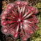 TOYHEART 20 Stück Premium Gemüsesamen, Drosera Falconeri Samen Seltene Fleischfressende Attraktive Voller Vitalität Sonnentau Samen Für Den Außenbereich rot