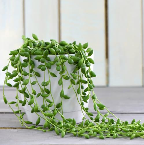 Carbeth Plants - Senecio rowleyanus String of Pearls - Indoor Plant in 12cm Pot - Can be Displayed in Hanging Planter