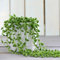 Carbeth Plants - Senecio rowleyanus String of Pearls - Indoor Plant in 12cm Pot - Can be Displayed in Hanging Planter