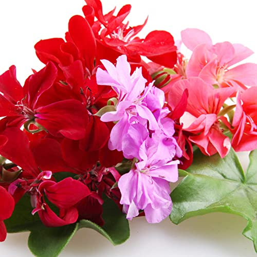 Geranium Plants, 'Mixed', 20 x Full Plant Pack, Bedding Plants, Geraniums, Mixed Colours, Red and White and Pink, Flowers, Garden Ready and Ready to Plant, Premium Quality Bedding Plants