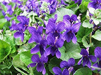 Viola odorata - Reine Charlotte (150 Semi) Perenne Fiore