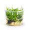 Juncus repens - in-Vitro - Plante Vivante Aquarium