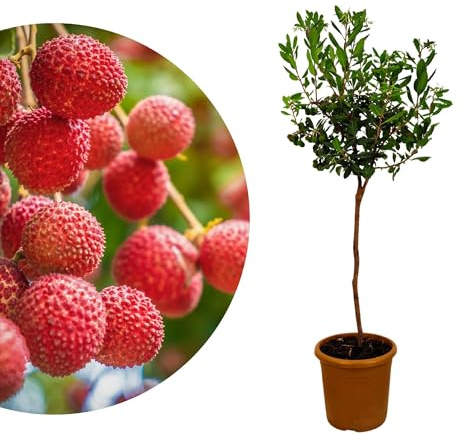 Meine Orangerie Erdbeerbaum – Arbutus unedo – Frostarte Pflanze mit essbaren Früchten – Mediterrane Kübelpflanze im Ø 20cm Topf für Garten, Terrasse & Balkon - Höhe inkl. Topf ca. 90-100cm