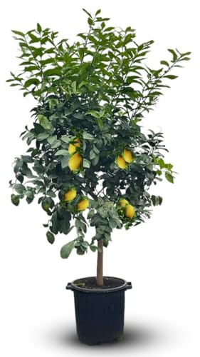 Attitude Jardin - Limone limone, limone, limone, agrumi mediterraneo, albero da frutto, 170-190 cm, diametro: 35 cm