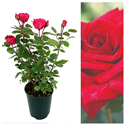 Rose Bush Royal Willliam - Red Hybrid Tea Rose Bush for The Garden in a 3Litre Pot (1)