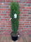 2 x Säulen Ilex, Höhe: 110-120 cm, Ilex Fastigiata, ähnlich BUCHSBAUM
