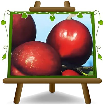 Pêches nectarines à la pulpe jaune Indipendence - Plante fruitière vieux greffé sur pot 20 - arbre max 170 cm - 2 ans