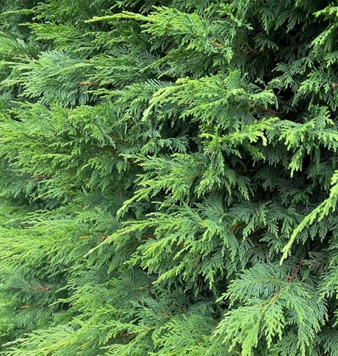 Direct Plants 5X Green Leylandii Cupressocyparis Leylandii Hedging Trees 3-4ft Supplied in 3 Litre Pots
