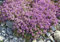 6000 Samen Sand-Thymian, Feld-Thymian, Bodendecker mit kissenartigem Wuchs,