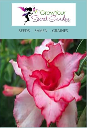 Adenium obesum 'Pink Heart' – Rose du désert 5 Graines - plante d'intérieur