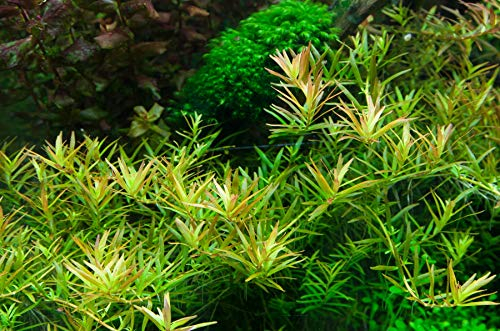 Tropica Rotala Vietnam H'ra 1-2-Grow Tissue Culture In Vitro Live Aquarium Plant Shrimp Safe & Snail Free