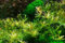Tropica - Rotala 'Vietnam H'ra' 1-2 Tissue Kultur in vitro Live Aquarium Rotala Garnelen Safe & schneckenfreie