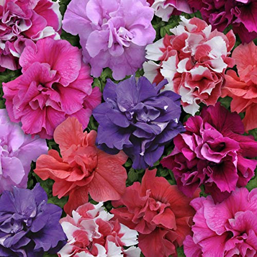 Petunia F1 Duo Mixed Seed x 25 Seeds, Summer Bedding Plants