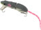 Generic Topwater Ratte Wakebait Mehrteiliger Mausköder Künstlicher Köder Ratte Minnow Köder Angeln Bassköder