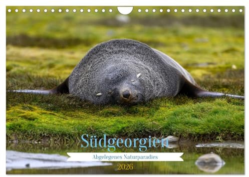 Südgeorgien - Abgelegenes Naturparadies (Wandkalender 2026 DIN A4 quer), CALVENDO Monatskalender: Wunderschöne Aufnahmen vom südlichen Ende der Welt (CALVENDO Natur)