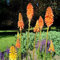 semi di giglio torcia - Kniphofia uvaria fiori perenni piante d'appartamento esotiche rari aiuola selvatici in vaso da prato 90pcs
