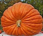 Riesenkürbis Atlantic Giant Samen, Cucurbita maxima, Weltrekord Kürbis (5 Samen)