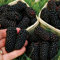 Haloppe 100 Stück gemischte Fruchtsamen für die Bepflanzung des Hausgartens, seltene Himbeer-/Brombeer-/Erdbeer-/Kiwi-Samen, nahrhafte Früchte, Bonsai Baum-Brombeersamen