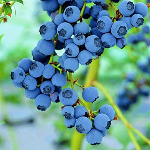 emillas de arándanos, 150 piezas de semillas de arándanos para plantar semillas para plantar verduras y frutas, semillas de frutas dulces sin OGM para plantar semillas hidropónicas de jardín Semi