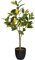 ATMOSPHERA CREATEUR D'INTERIEUR Limonero H 70