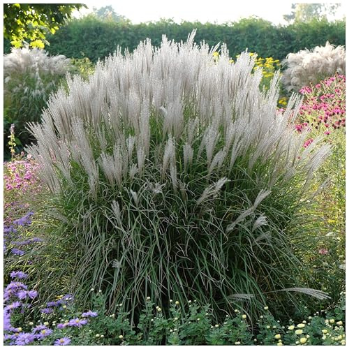 Stauden Gänge 10 x Miscanthus sinensis 'Silberspinne' Weißes Chinaschilf