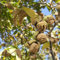 10 pcs walnussbaum kaufen samen, Juglans regia pflanze, saatgut alte sorten, garten hochbeet walnüsse samen bio winterharte kübelpflanzen, balkongarten geschenke für gartenfreunde,