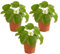 Bloomique - 3er-Set - Pilea Peperomioides - Ufopflanze - Zimmerpflanzen - Luftreinigend - Tierfreundlich - 15-20 cm Hoch - Topf 12 cm