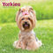 Yorkshire Terriers | 2025 12 x 24 Inch Monthly Square Wall Calendar | Plastic-Free | BrownTrout | Animals Small Dog Breeds Yorkies