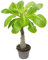 Brighamia Insignis Hawaii Palme – 40 cm hohe exotische Zimmerpflanze, auch bekannt als Hawaiipalme oder Tropenpflanze für Zuhause und Garten