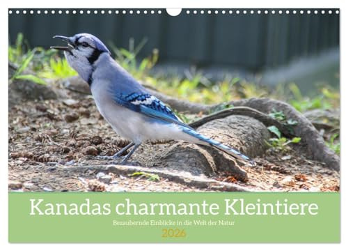 Kanadas charmante Kleintiere - Bezaubernde Einblicke in die Natur (Wandkalender 2026 DIN A3 quer), CALVENDO Monatskalender: Erlebe die charmante ... die Welt der kleinen Tiere. (CALVENDO Tiere)