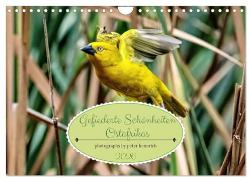 Gefiederte Schönheiten Ostafrikas (Wandkalender 2026 DIN A4 quer), CALVENDO Monatskalender: Dieser Kalender ist eine visuelle Hommage an die ... Bewohner Ostafrikas. (CALVENDO Tiere)