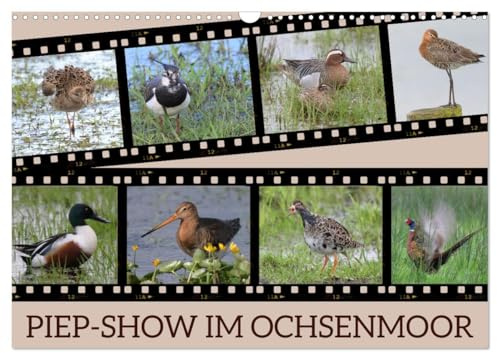 PIEP-SHOW im Ochsenmoor (Wandkalender 2026 DIN A3 quer), CALVENDO Monatskalender: Das Fotografieren von Vögeln im Ochsenmoor kann sehr lohnend sein, ... Equipment mitbringst. (CALVENDO Tiere)