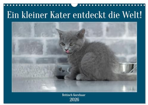 Ein kleiner Kater entdeckt die Welt! (Wandkalender 2026 DIN A3 quer), CALVENDO Monatskalender: Emotionale Fotos vom BKH Baby Kater (CALVENDO Tiere)
