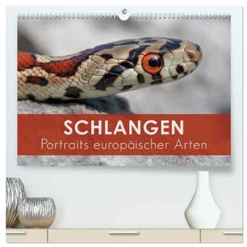 Schlangen - Portraits europäischer Arten (hochwertiger Premium Wandkalender 2026 DIN A2 quer), Kunstdruck in Hochglanz: Makroaufnahmen von Schlangen aus Europa (CALVENDO Tiere)