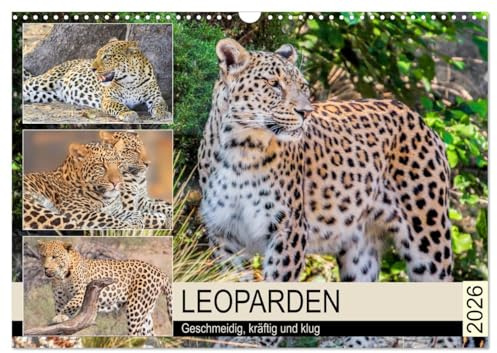 Leoparden. Geschmeidig, kräftig und klug (Wandkalender 2026 DIN A3 quer), CALVENDO Monatskalender: Der Panthera pardus zählt zu den schönsten Raubkatze der Welt (CALVENDO Tiere)