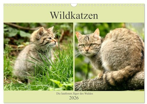 Wildkatzen - Die lautlosen Jäger des Waldes (Wandkalender 2026 DIN A3 quer), CALVENDO Monatskalender: In unseren Wäldern ist die Wildkatze wieder zuhause (CALVENDO Tiere)