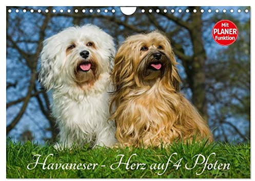 Havaneser - Herz auf 4 Pfoten (Wandkalender 2026 DIN A4 quer), CALVENDO Monatskalender: Lassen Sie sich verzaubern von dieser entzückenden Kleinhunderasse (CALVENDO Tiere)