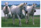 Melissa & Doug (100 Teiliges) Weiße Hengste Puzzle-Spiel (Kartenbrett)
