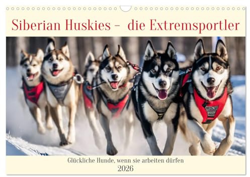 Siberian Huskies - die Extremsportler (Wandkalender 2026 DIN A3 quer), CALVENDO Monatskalender: Glückliche Hunde, wenn sie arbeiten dürfen (CALVENDO Tiere)
