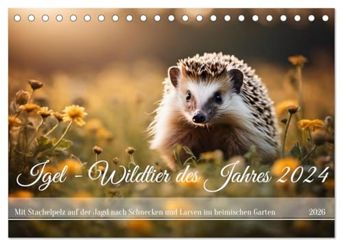 Igel - Wildtier des Jahres 2024 (Tischkalender 2026 DIN A5 quer), CALVENDO Monatskalender: Mit Stachelpelz auf der Jagd nach Schnecken und Larven im heimischen Garten (CALVENDO Tiere)