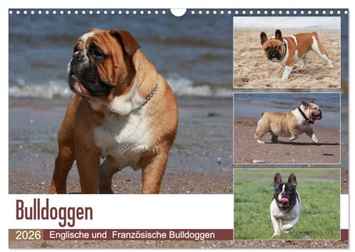 Bulldoggen - Englische und Französische Bulldoggen (Wandkalender 2026 DIN A3 quer), CALVENDO Monatskalender: Bulldoggen sind nicht nur Stubenhocker, ... zu sehen auf diesen Bildern. (CALVENDO Tiere)